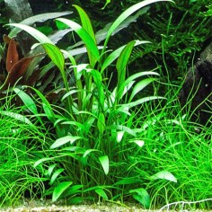 Cryptocoryne Nevillii 2