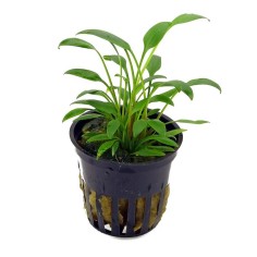 Cryptocoryne Parva