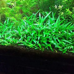 Cryptocoryne Parva 2