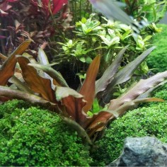 Cryptocoryne Petchii 2