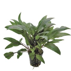 Cryptocoryne Undulata kasselman