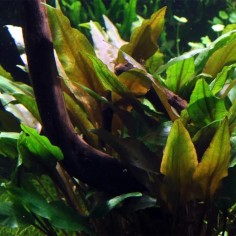Cryptocoryne Undulata Red 2
