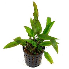 Cryptocoryne Usteriana