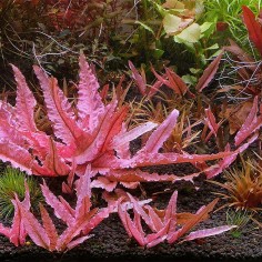 Cryptocoryne wendtii "Fancy Pink" 2