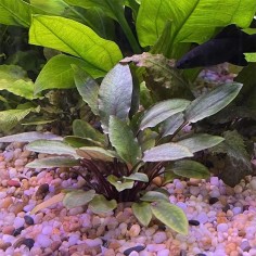 Cryptocoryne Wendtii Brown 2