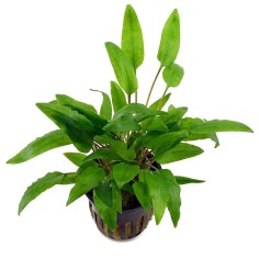 Cryptocoryne Wendtii Green