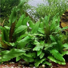 Cryptocoryne Wendtii Green 2