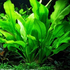 Echinodorus Bleheri 2