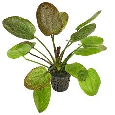 Echinodorus Chrileni