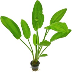 Echinodorus Cordifolius