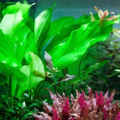 Echinodorus Cordifolius 2