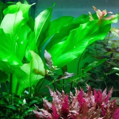 Echinodorus Parviflorus 2