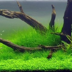 Eleocharis Acicularis in Vitro 2