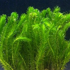 Elodea Canadensis 2