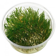 Flame Moss in Vitro