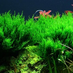 Flame Moss in Vitro 2