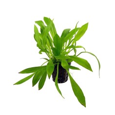 Echinodorus Latifolius (Helanthium Bolivianum)