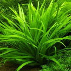 Echinodorus Latifolius (Helanthium Bolivianum) 2