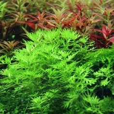 Hottonia Palustris in Vitro 2