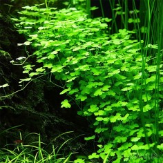 Hydrocotyle tripartita 'Japan' 2
