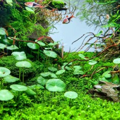 Hydrocotyle Verticillata 2