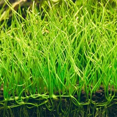 Lilaeopsis Mauritiana (Brasilensis) 2