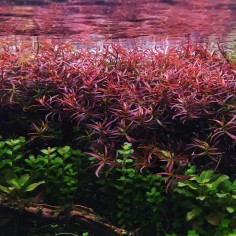 Ludwigia Arcuata in Vitro 2