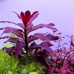 Ludwigia Glandulosa 2
