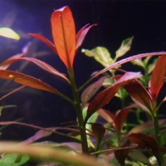 Ludwigia Peruviana 2