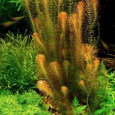 Mayaca Fluvialitis 2