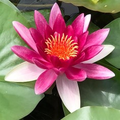 Nymphaea "Attraction" Rosa scuro