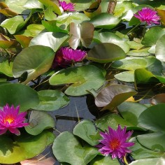 Nymphaea "Attraction" Rosa scuro 2