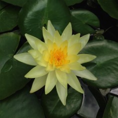 Nymphaea "Sulphurea" Gialla