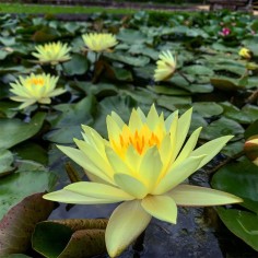 Nymphaea "Sulphurea" Gialla 2