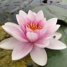 Nymphaea Fabiola Rosa