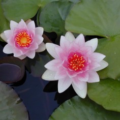 Nymphaea Fabiola Rosa 2