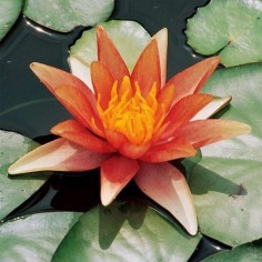 Nymphaea Sioux Red-Orange