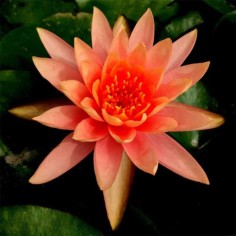 Nymphaea Sioux Red-Orange 2