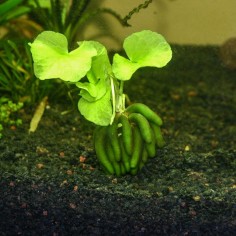 Nymphoides Aquatica 2