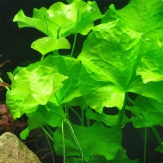 Nymphoides Taiwan (Flipper) 2