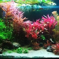 Offerta Assortimento Piante Miste 20+3 in Omaggio 2