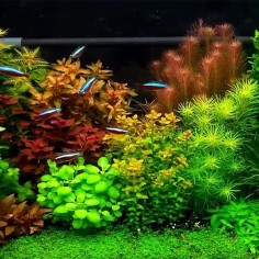 Offerta Assortimento Piante Miste 5+1 in Omaggio 2