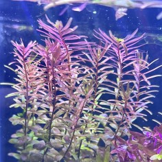 Rotala Rotundifolia 2