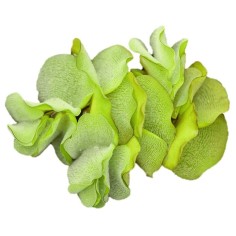 Salvinia Natans