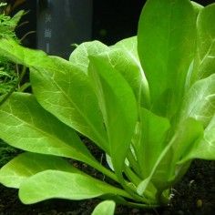 Samolus Floribundes 2