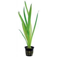 Vallisneria Gigantea