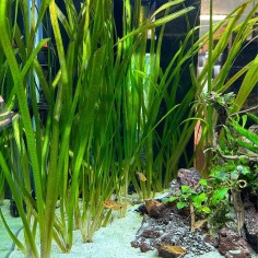 Vallisneria Gigantea 2