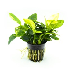 Anubias Nana 'Marble'