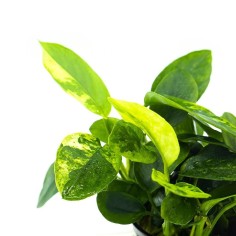 Anubias Nana 'Marble' 2