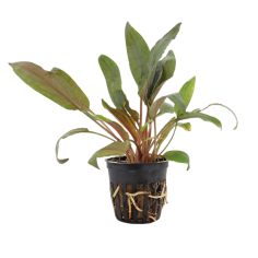 Cryptocoryne Undulata Red